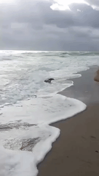 Rare American Crocodile Goes for a Swim in Shallow Surf of Hollywood Beach
