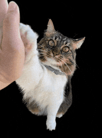 MiniCatTown cat kitten high five rescue GIF