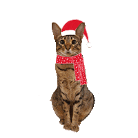 Cat Snow Sticker by Lieblings-Stück