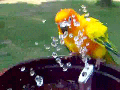 Birds Baths GIF