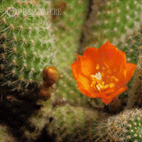Flowers Explore GIF by Nature on PBS