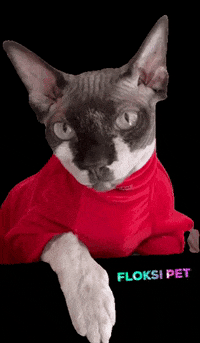 FloksiPet cat кот sphinx кошка GIF