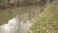 Bizarre Sight as Ducks Walk on Water