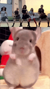 Chinchilla Sue GIF