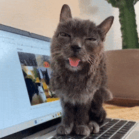 Cat Sleeping GIF