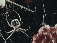 open knowledge vintage GIF by Okkult Motion Pictures