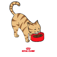Meu Gato Eating Sticker by Royal Canin Brasil