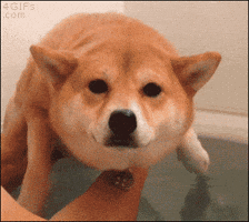 Dog Swimming GIF
