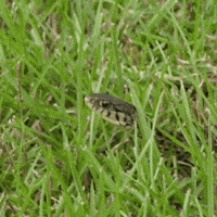Snake In The Grass GIF