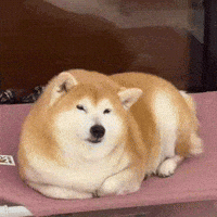 Tiger Shiba GIF