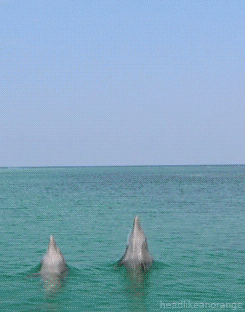 bbc dolphin GIF by Head Like an Orange