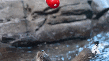Otter Cute Animals GIF by Living Planet Aquarium