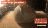 Calm Down Sourdough Bread GIF