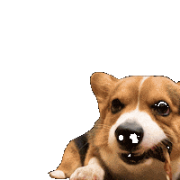 Corgi Milo Sticker