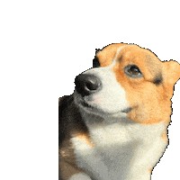 Corgi Milo Sticker