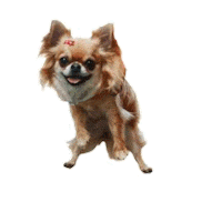 Dog Chihuahua Sticker