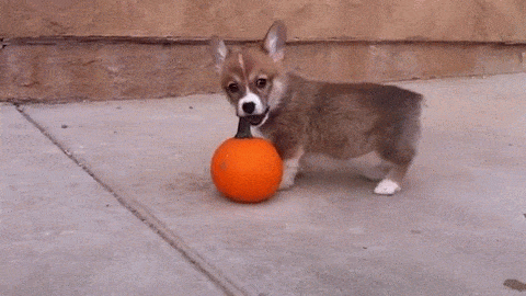 puppy GIF