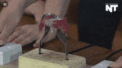 viral video news GIF by NowThis 