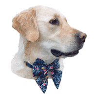 Golden Retriever Bella Sticker by Cellar Rats by Itasca Films