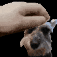 Pet Molly GIF