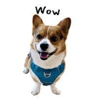 Milo_SiliconValley dog smile wow corgi Sticker