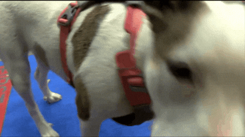 spencernews giphygifmaker dog bunny adopt GIF