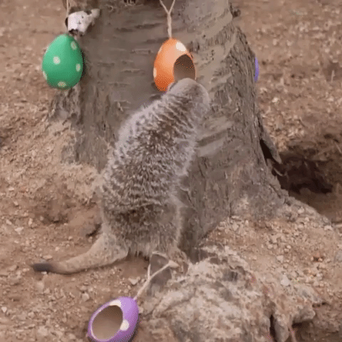 Meerkats Dig Into Easter-Themed Snack