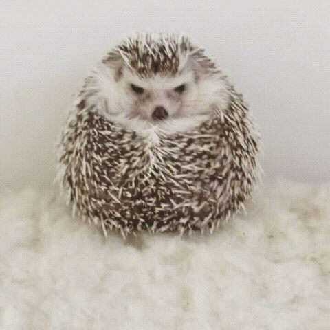hedgehog feed GIF