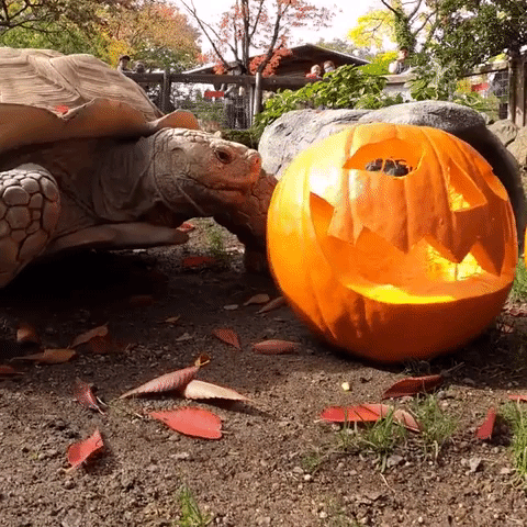 Tortoise Overcomes Pumpkin-Eating Troubles