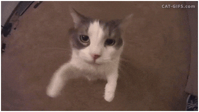 Video gif. A tabby cat looking into and reaching up toward a fisheye camera, as its face presses up to the lens.