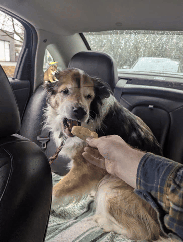 bensan1 giphyattribution giphycreatortest GIF