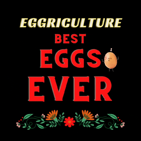 Best Eggs GIF by Eggriculture