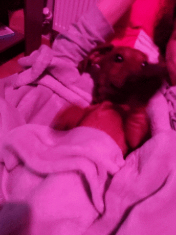 KantoLegend_ fight dog puppy doggo GIF