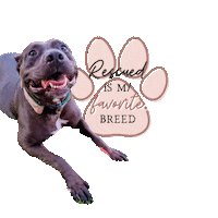 pinitco coco pitbull adoptdontshop rescuedog Sticker