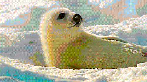 page snow GIF by Cheezburger