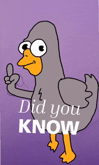 Cartoon Duck GIF