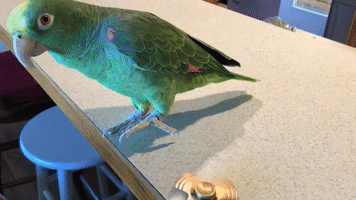 Parrot Shows What She Really Thinks of Fidget Spinners