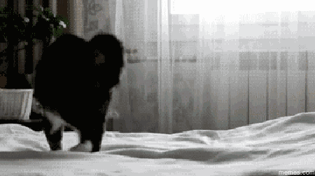 invisible GIF