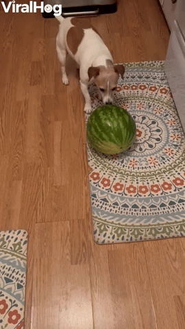 Rolling into Summer With Watermelon