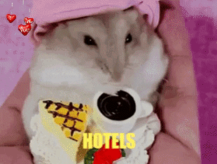 diiferrygif giphygifmaker giphyattribution australia entertainment GIF