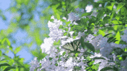 CREAF_ecologia  GIF