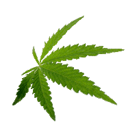 Vegan Weed Sticker by MyKanehB