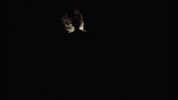 torres helen in the woods GIF by 4AD