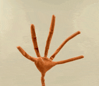 shawyanimation peace hand finger cross GIF