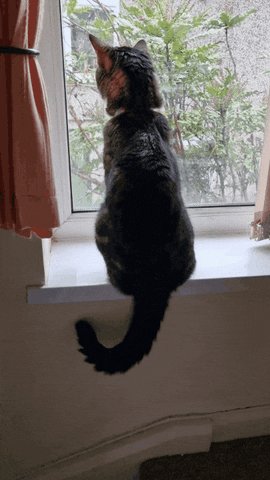 dawnOfEllie  GIF