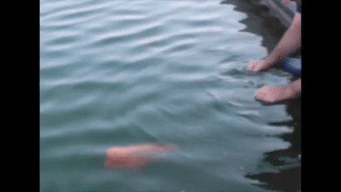 fish plays GIF