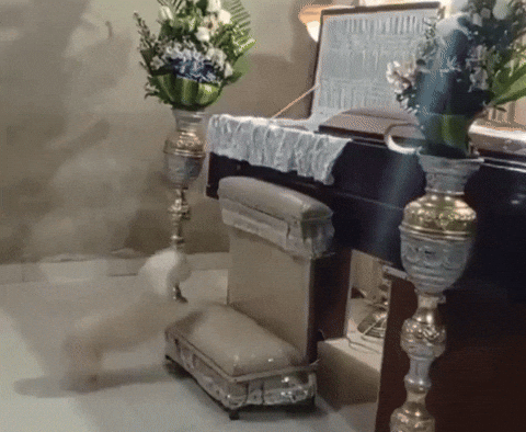 58d4b6a0e8004dd6a499524384e88c9f giphyupload GIF