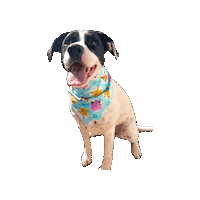 Pokemon Dog Sticker by Geekster Pets
