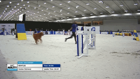 Espn Running GIF by American Kennel Club