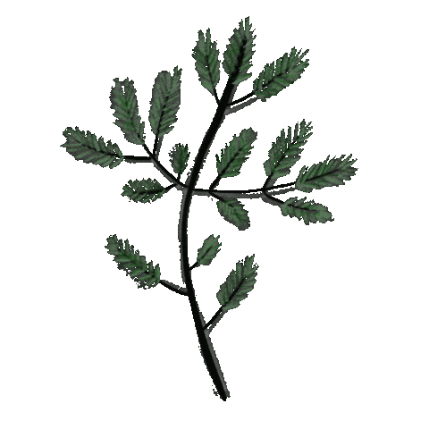 olichu green plants pine spruce Sticker